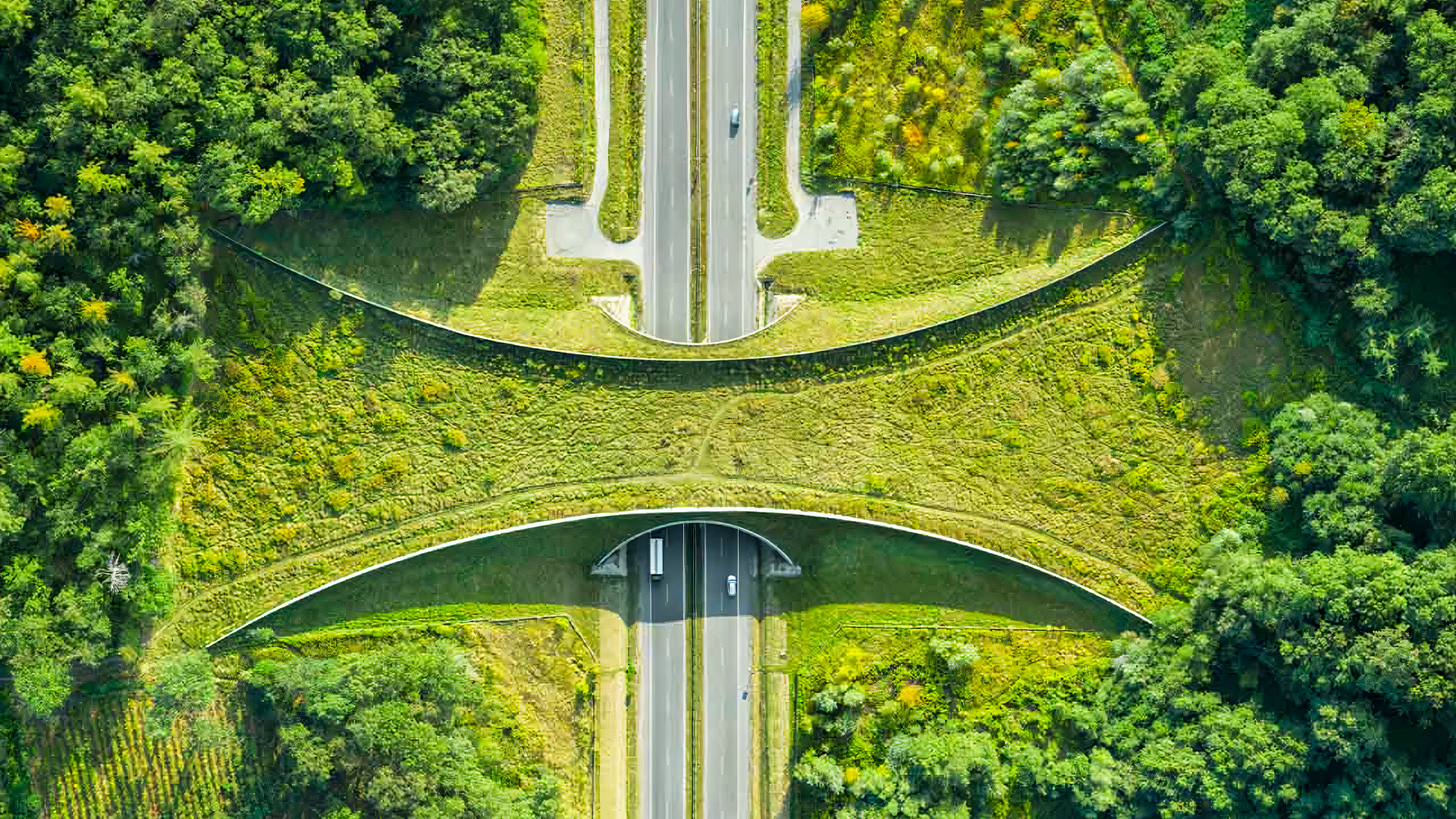 Contributions of Ecological Bridges to Natural Life